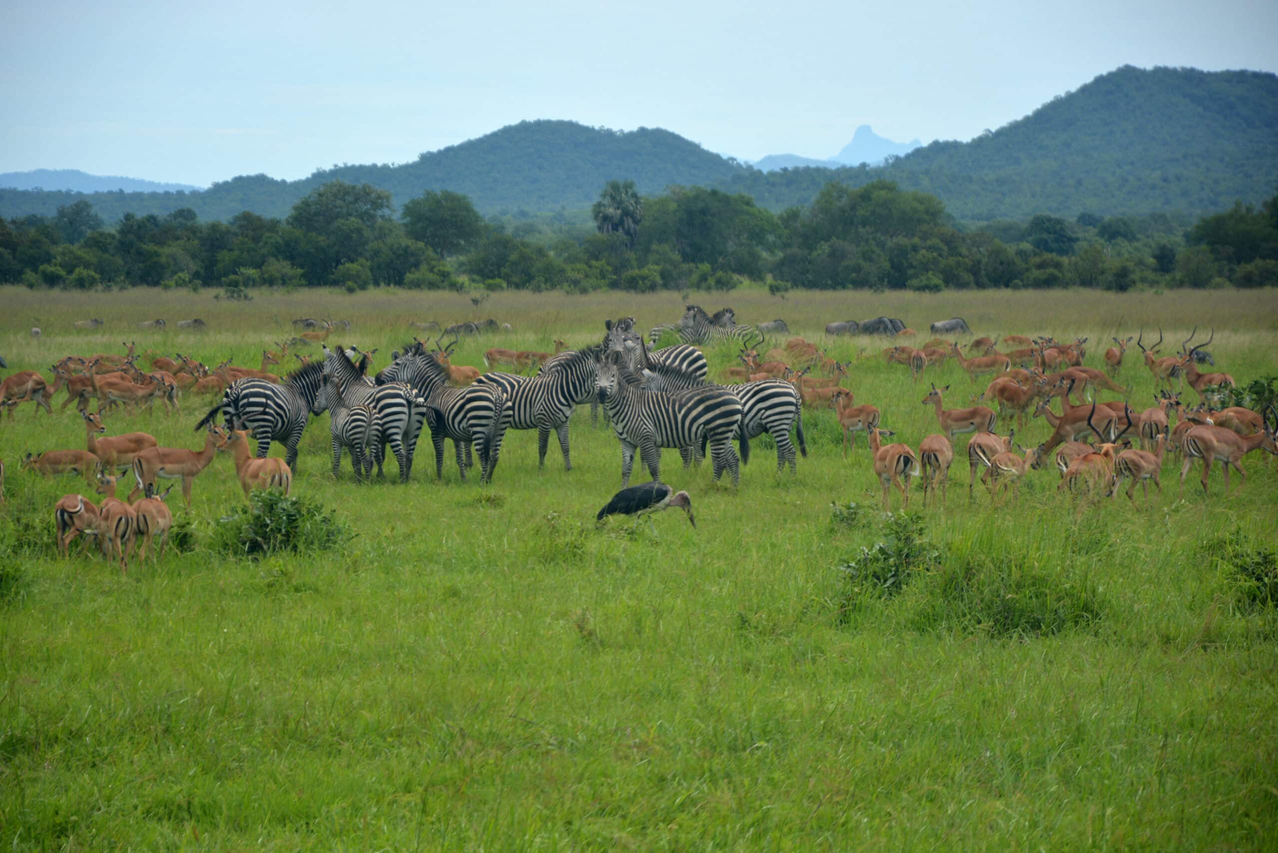 MIKUMI NATIONAL PARK